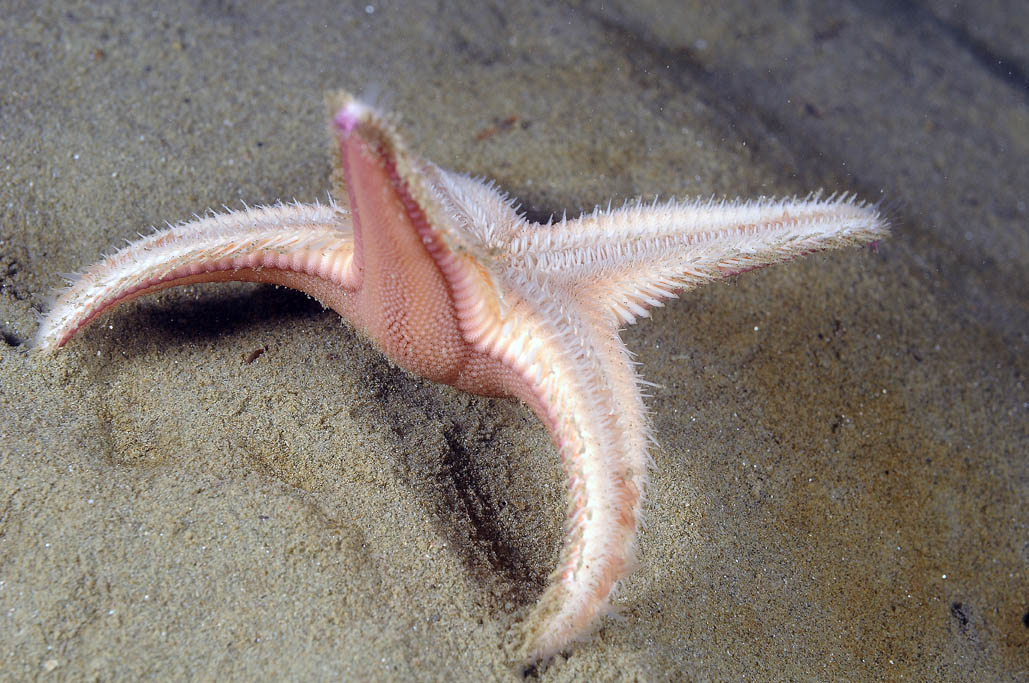 Astropecten irregularis pentacanthus